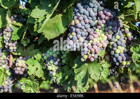 Raisins mûrs sur une vigne dans un vignoble photographié dans Kfar Tabor, Israël en juillet Banque D'Images