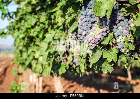 Raisins mûrs sur une vigne dans un vignoble photographié dans Kfar Tabor, Israël en juillet Banque D'Images