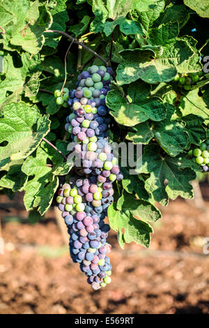 Raisins mûrs sur une vigne dans un vignoble photographié dans Kfar Tabor, Israël en juillet Banque D'Images