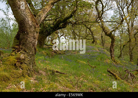 L'ancienne forêt de chênes avec Glen jacinthes des bois Finglas anciennement forêt Royale de Chasse des Trossachs Ecosse UK Banque D'Images