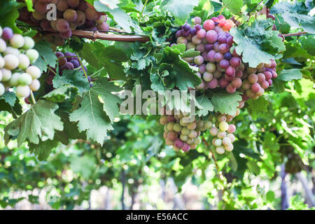 Raisins mûrs sur une vigne dans un vignoble photographié dans Kfar Tabor, Israël en juillet Banque D'Images
