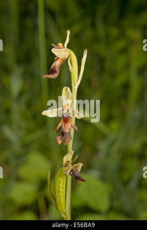 Orchidée Ophrys insectifera Fly en fleur dans le Buckinghamshire UK Banque D'Images