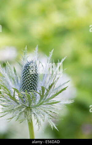 Eryngium Alpinum 'Superbum' . Holly Mer Alpine Banque D'Images