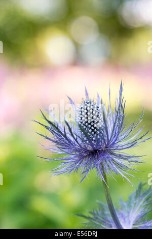 Eryngium Alpinum 'Superbum' . Holly Mer Alpine Banque D'Images