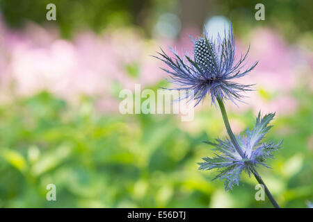 Eryngium Alpinum 'Superbum' . Holly Mer Alpine Banque D'Images