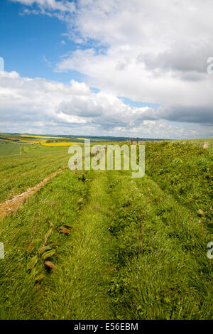 Passage d'herbe paysage de la craie Marlborough Downs, près de East Kennett, Wiltshire, Angleterre Banque D'Images