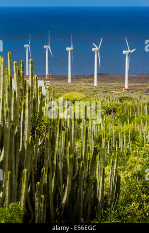 Île des Canaries l'euphorbe ésule (Euphorbia canariensis) et les éoliennes à Punta Teno. Tenerife, Canaries, Espagne, Europe. Banque D'Images