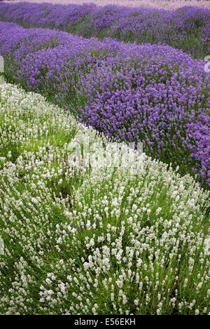 Lavandula angustifolia. La neige de l'Arctique 'Lavande' et 'cedar blue' à Gloucestershire Angleterre ferme Snowshill Banque D'Images