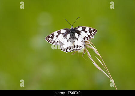 Papillon blanc marbré, Melanargia galathea, sur la tête de semis de Foret de Gouffern, Normandie, France, en juillet Banque D'Images