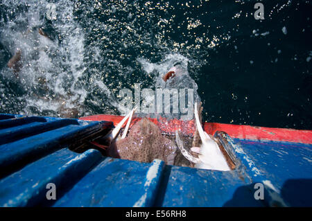 Y compris les prises accessoires patins peu (Leucoraja erinacea) retour à l'ocean à partir de la pêche à la drague. Banc Stellwagen Banques, New England Banque D'Images