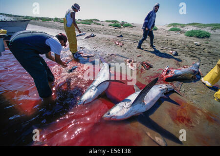 Pêcheur au filet maillant Nettoyer les requins ; Huatabampo, Mexique, Golfe de Californie, l'Océan Pacifique Banque D'Images