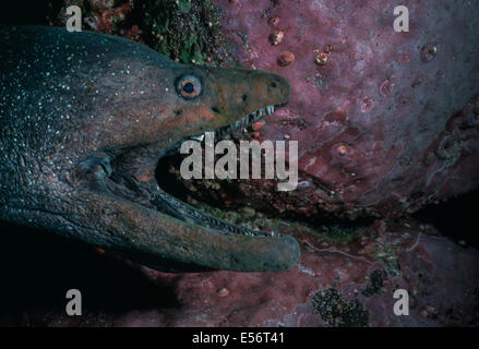 Bien repéré des murènes (Gymnothorax dovii) vivant dans les fissures. L'île de Malpelo, en Colombie, l'Océan Pacifique Banque D'Images