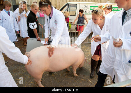 Llanelwedd, UK. 22 juillet 2014. Les membres des jeunes agriculteurs dans le cochon stock juge annexe. Un nombre record de visiteurs de plus de 240 000 sont attendus cette semaine au cours des quatre jours de l'Europe, plus grand salon de l'agriculture. Classes de bétail et prix spéciaux ont attiré plus de 8 000 entrées, 670 de plus que l'année dernière. Le tout premier Royal Welsh Show était à Aberystwyth en 1904 et a attiré 442 entrées de l'élevage. Credit : Graham M. Lawrence/Alamy Live News. Banque D'Images