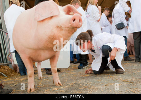 Llanelwedd, UK. 22 juillet 2014. Les membres des jeunes agriculteurs dans le cochon stock juge annexe. Un nombre record de visiteurs de plus de 240 000 sont attendus cette semaine au cours des quatre jours de l'Europe, plus grand salon de l'agriculture. Classes de bétail et prix spéciaux ont attiré plus de 8 000 entrées, 670 de plus que l'année dernière. Le tout premier Royal Welsh Show était à Aberystwyth en 1904 et a attiré 442 entrées de l'élevage. Credit : Graham M. Lawrence/Alamy Live News. Banque D'Images