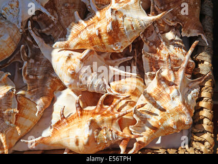 Belle collection de coquillages ramassés dans la mer pour les collectionneurs Banque D'Images