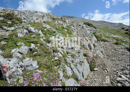 Petites fleurs à le sentier de randonnée de montagne à Upsspitze et Daniel, Lermoos, Autriche Banque D'Images