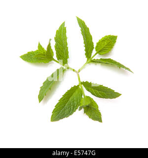 Feuille de menthe fraîche isolé sur un fond blanc studio. Banque D'Images