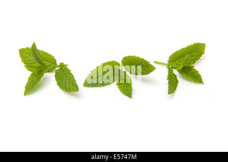 Feuille de menthe fraîche isolé sur un fond blanc studio. Banque D'Images