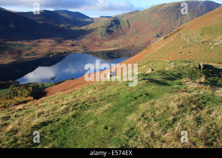 Le pâturage de brebis Herdwick sur Rannerdale Knotts dans le Lake District. Ci-dessous est Crummock Water avec The Melbreak dans l'arrière-plan Banque D'Images