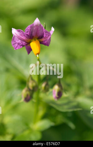 Une fleur de pomme de terre et les bourgeons contre un plant de pomme de terre in soft focus. Banque D'Images