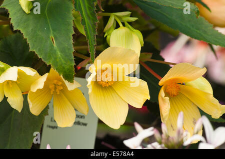 Begonia tuberhybrida Jaune × communément appelé les bégonias tubéreux Banque D'Images