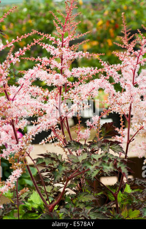 Astilbe Delft Lace communément appelé fausse barbe de chèvre et faux spirea Banque D'Images