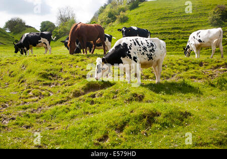 Troupeau de pâturage sur les prairies de craie Heddington, Wiltshire, Angleterre Banque D'Images