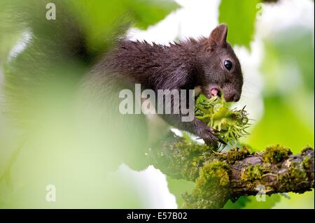 Munich, Allemagne. 22 juillet, 2014. Un écureuil mange une noisette dans un arbre à Munich, Allemagne, le 22 juillet 2014. Photo : SVEN HOPPE/dpa/Alamy Live News Banque D'Images