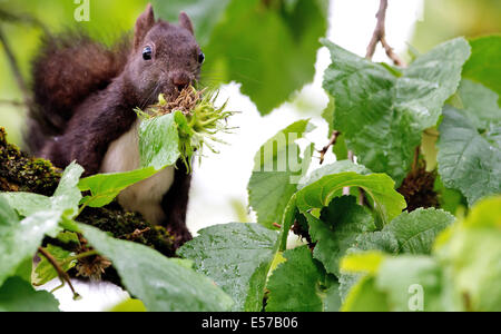 Munich, Allemagne. 22 juillet, 2014. Un écureuil mange une noisette dans un arbre à Munich, Allemagne, le 22 juillet 2014. Photo : SVEN HOPPE/dpa/Alamy Live News Banque D'Images