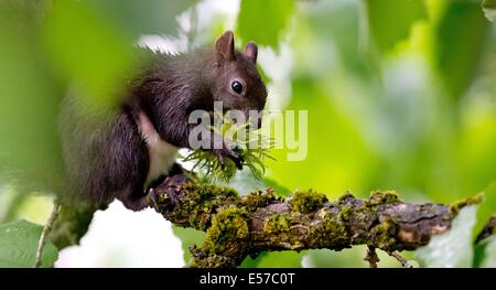 Munich, Allemagne. 22 juillet, 2014. Un écureuil mange une noisette dans un arbre à Munich, Allemagne, le 22 juillet 2014. Photo : SVEN HOPPE/dpa/Alamy Live News Banque D'Images