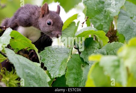 Munich, Allemagne. 22 juillet, 2014. Un écureuil mange une noisette dans un arbre à Munich, Allemagne, le 22 juillet 2014. Photo : SVEN HOPPE/dpa/Alamy Live News Banque D'Images