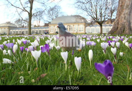 Un pigeon de promenades à travers de l'abondance croissante des crocus par le pavillon de verre à Sheffield Botanical Gardens, Yorkshire, UK Banque D'Images