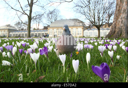 Un pigeon de promenades à travers de l'abondance croissante des crocus par le pavillon de verre à Sheffield Botanical Gardens, Yorkshire, UK Banque D'Images