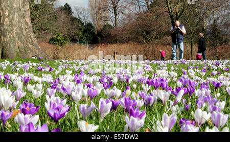 L'homme s'arrête pour photographier des crocus de plus en abondance à Sheffield Botanical Gardens, Yorkshire, UK Banque D'Images