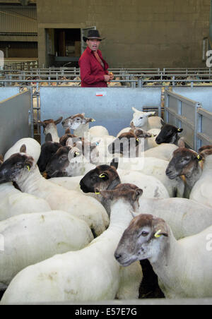 Un homme noir des sondages face à l'enclos de moutons d'élevage Bakewell marché avant d'être mis aux enchères, Peak District, Derbyshire, Royaume-Uni Banque D'Images