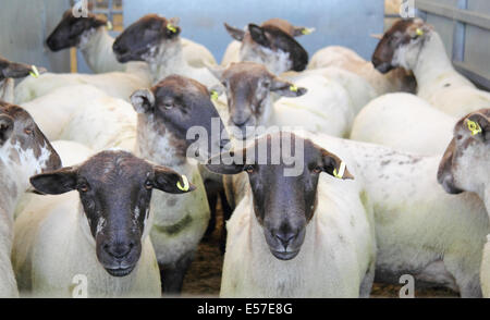 Mouton noir face à l'enclos du bétail Bakewell marché avant d'être mis aux enchères, Peak District, Derbyshire, Royaume-Uni Banque D'Images