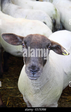 Mouton noir face à l'enclos du bétail Bakewell marché avant d'être mis aux enchères, Peak District, Derbyshire, Royaume-Uni Banque D'Images