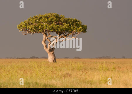 Arbre généalogique de la saucisse dans le Serengeti en Tanzanie Banque D'Images