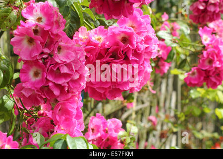 Une rose rambling rose embellit un treillis dans un jardin, Angleterre - été Banque D'Images