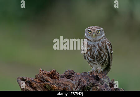 Peu d'homme Owl-Athene noctua, perché sur une souche d'arbre, en été, au Royaume-Uni. Banque D'Images