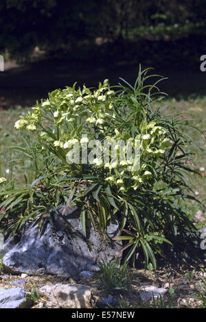 L'hellébore fétide helleborus foetidus, Banque D'Images