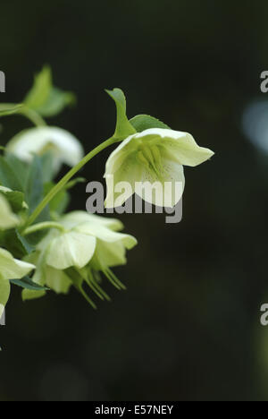 Lenten rose, Helleborus orientalis Banque D'Images