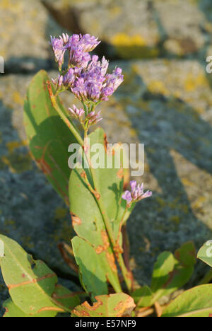 La lavande de mer commun, limonium vulgare Banque D'Images