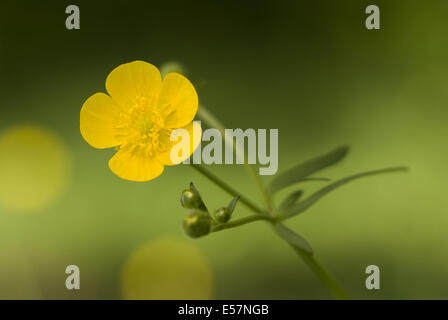 Tall buttercup, Ranunculus acris Banque D'Images