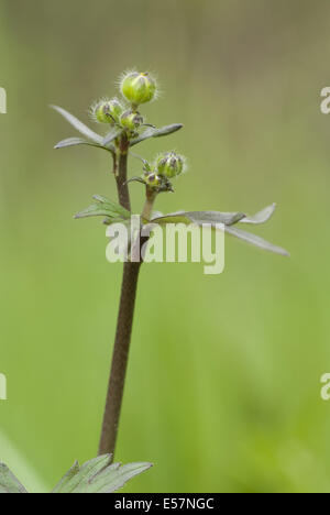 Tall buttercup, Ranunculus acris Banque D'Images