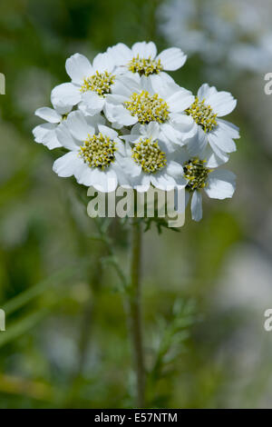 Achillée, achillea atrata black Banque D'Images