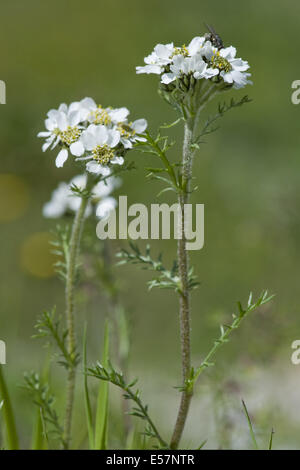 Achillée, achillea atrata black Banque D'Images