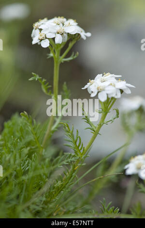 Achillée, achillea atrata black Banque D'Images