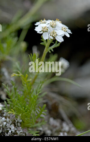 Achillée, achillea atrata black Banque D'Images