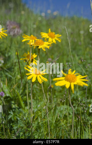 Leopard's Bane, arnica montana Banque D'Images